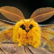 Image result for Australian Poodle Moth