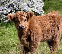 Image result for Shampoo Cow