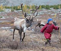 Image result for reindeer and caribou migration