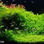 Image result for LED Planted Aquarium Lighting