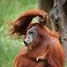 Image result for Orangutan Picture Funny Monkey