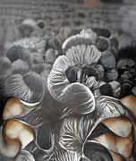 Image result for Mushroom Fractals