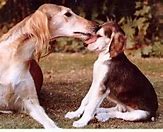 Image result for Saluki Dog Breed