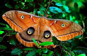 Image result for Female Polyphemus Moth