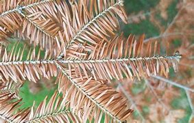 Image result for Fir Tree Mites