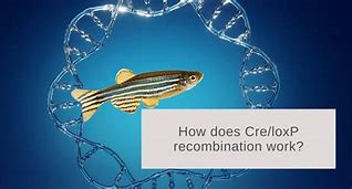 Image result for Cre/loxP Recombination