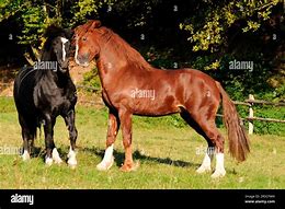 Image result for Black Welsh Cob