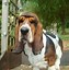 Image result for English Bulldog Basset Hound Mix