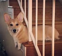 Image result for Smiling Dog without Chair