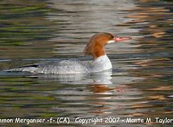 Image result for Winter Merganser