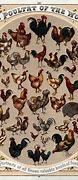 Image result for Poultry Pictues