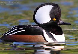 Image result for Hooded Merganser Fskeleton