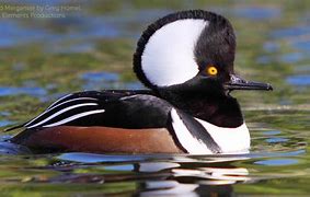 Image result for Hooded Merganser Black and White