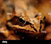 Image result for Brown Frog Britain