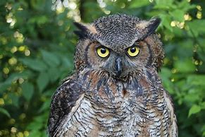 Image result for Mega Beon Owl