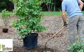 Image result for Planting Shrubs