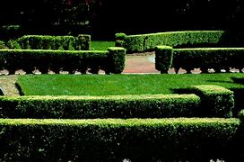 Image result for English Boxwood Shrubs