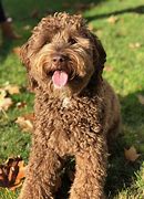 Image result for Labradoodle