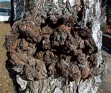 Image result for Peach Tree Canker