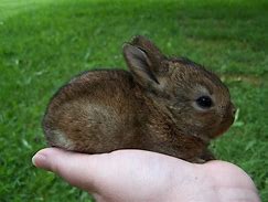 Image result for Light Brown Baby Bunny