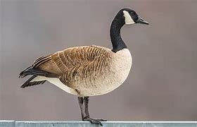 Image result for canada goose predators