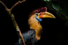 Image result for Endangered Bird Species in Aviculture