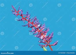 Image result for Blue Tango Flower