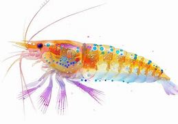 Image result for Krill Illustration