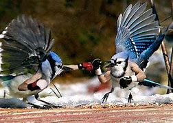 Image result for Funny Birds with Arms