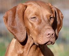 Image result for Vizsla Hawks