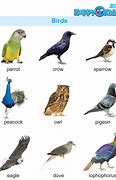 Image result for Birds for Kids