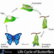 Image result for A Butterflies Life Cycle