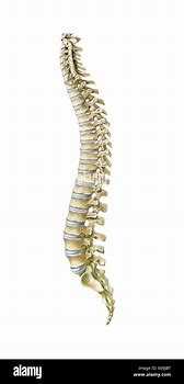 Image result for Lumbar Spine Side View