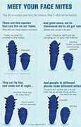 Image result for Mites On Face