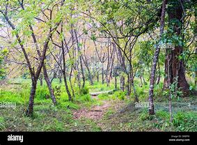 Image result for Dirty around a Tree On the Footpath