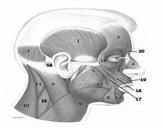 Image result for Head Muscles Side View