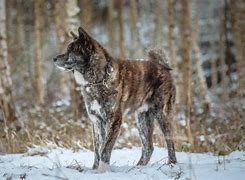 Image result for Brindle Akita