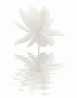 Image result for Pretty Lotus GIF