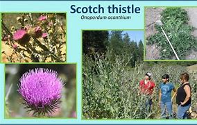 Image result for Scothc Thistle Weed