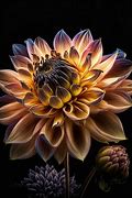 Image result for Flowe Macro