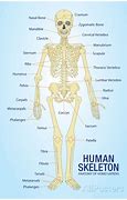 Image result for Osteon Anatomy Poster