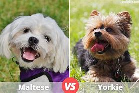 Image result for Maltese X Yorkie