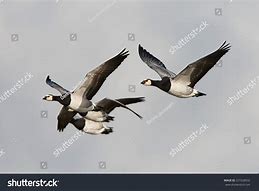 Image result for Barnacle Geese