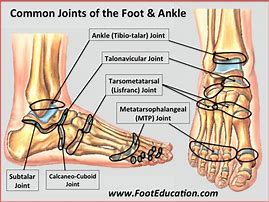 Image result for Joints of Foot