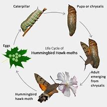 Image result for Bird Seed Moth Life Cycle