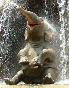 Image result for Smiling Baby Elephant