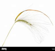 Image result for Foxtail Barley