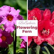 Image result for Flowering Fern