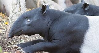 Image result for Tapir Cute