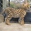 Image result for Serval Cat Babies